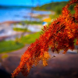 FALL RED MAPLE